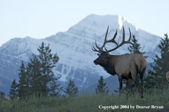 Rocky Mountain bull elk in habitat.