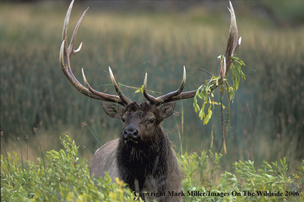 Elk in habitat.