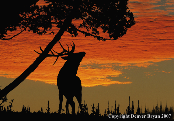 Elk scratching antler on tree. 