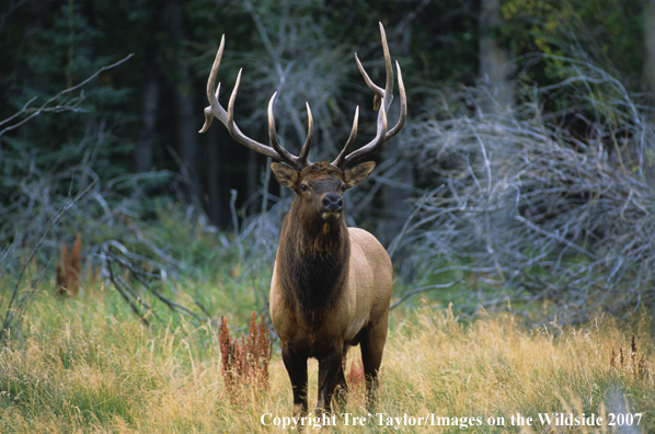 Rocky Mountain Elk in habitat