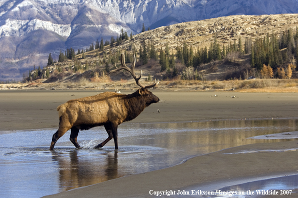 Rocky Mountain Elk 