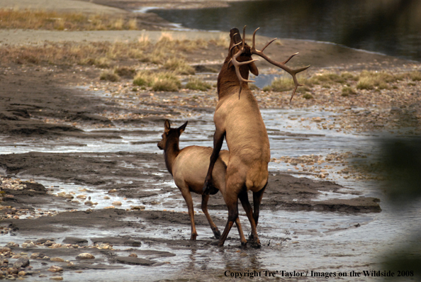 Rocky Mountain Elk breeding