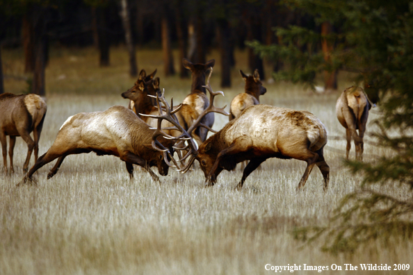 Bull Elk Fighting