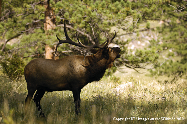 Rocky Mountain bull elk bugling in meadow.