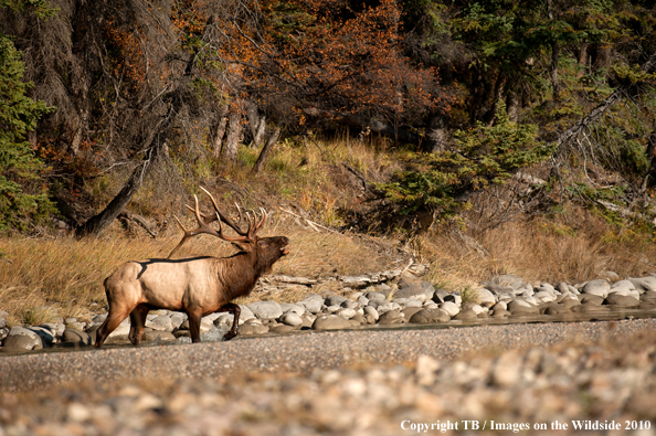 Rocky Mountain Bull Elk bugling. 