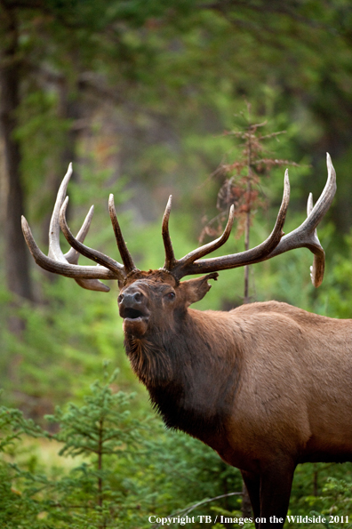 Bull elk bugling. 