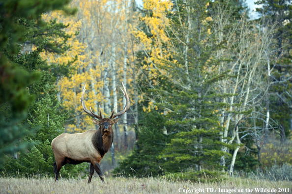 Rocky Mountain bull elk in habitat. 