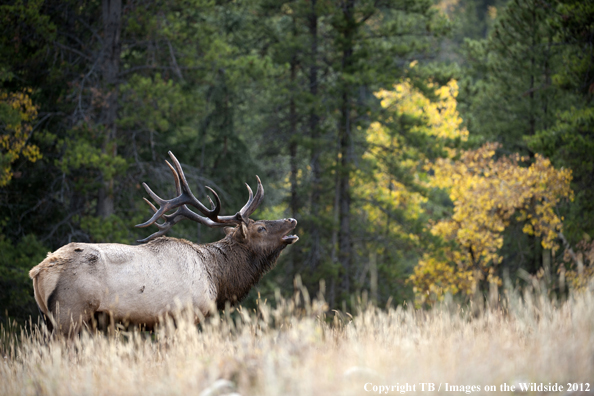 Bull elk bugling. 