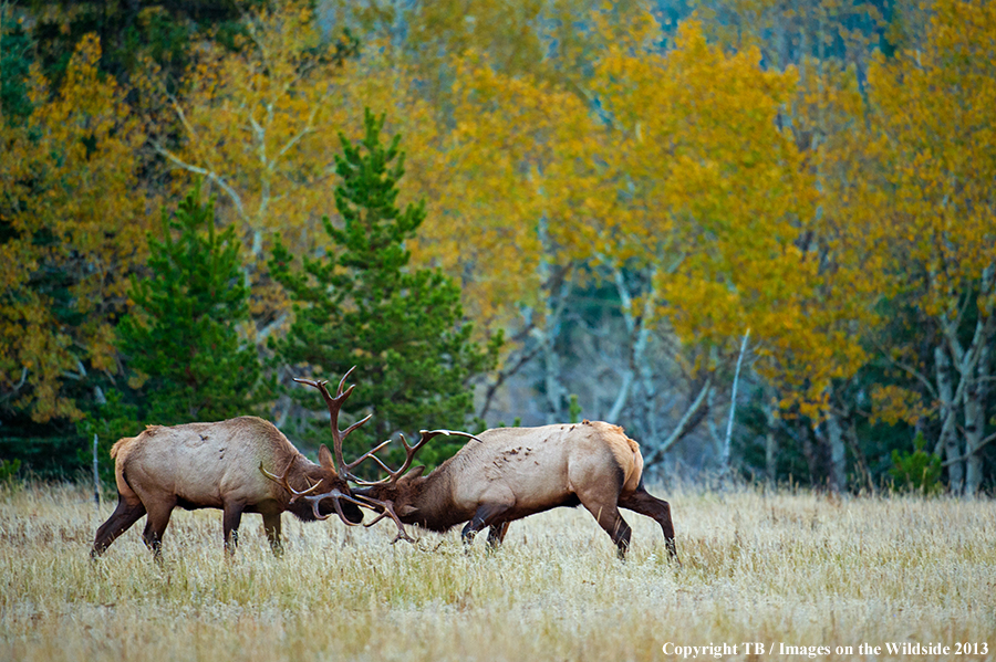 Bull elk fighting.