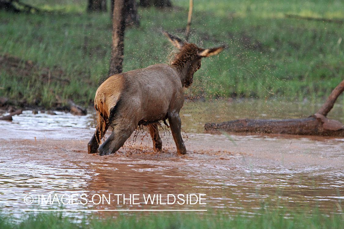 Rocky Mountain Elk calf playing in water. 