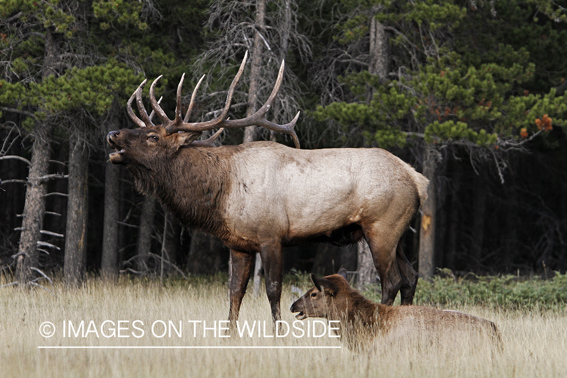 Rocky Mountain Bull Elk with cow during the rut.