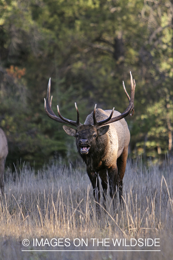 Rocky Mountain Bull Elk bugling in habitat.