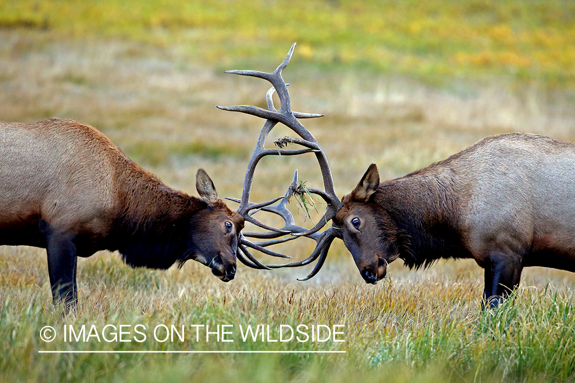 Bull elk sparring in field.