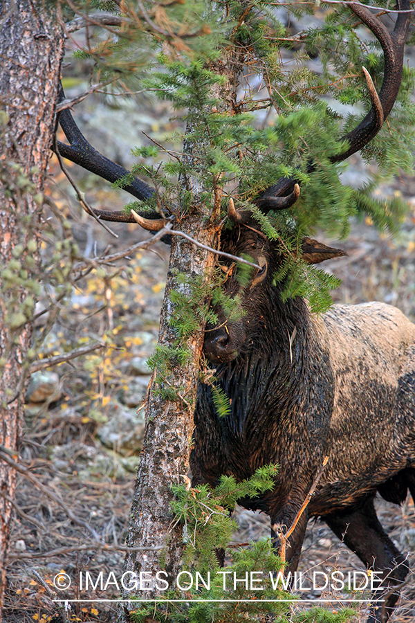 Bull elk rubbing against tree.