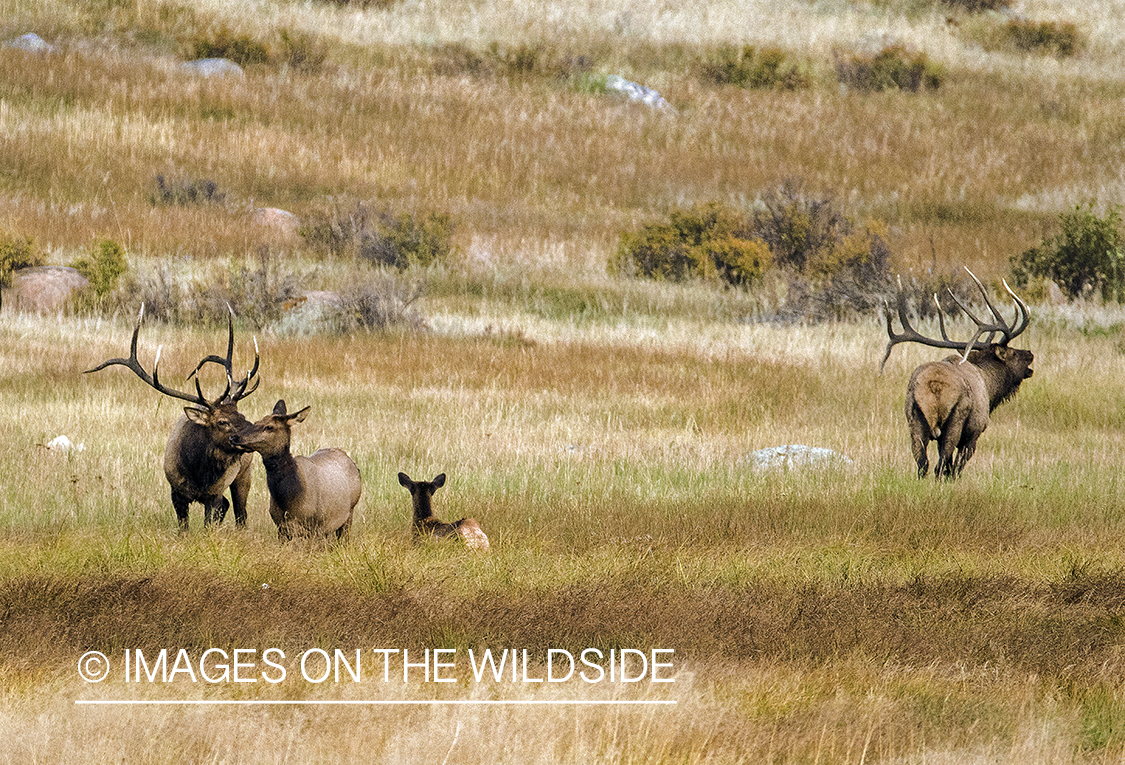 Elk herd in field.