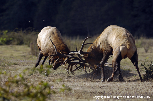 Roosevelt bull elk species.