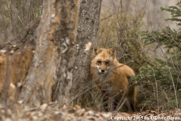 Red fox in habitat.