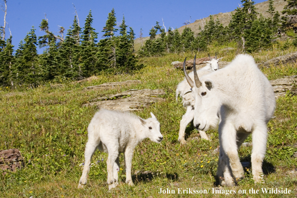 Rocky Mountain goats with young in habitat.