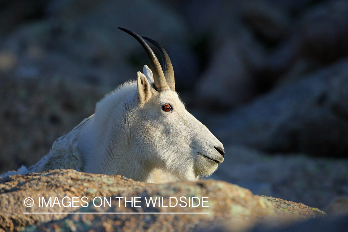 Rocky Mountain Goat in habitat.