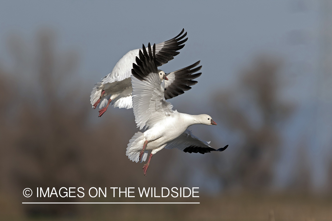 Ross's geese in flight.