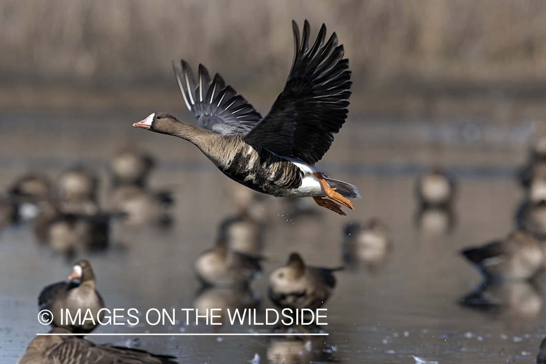 White-fronted goose in flight.