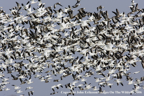 Snow geese in habitat.