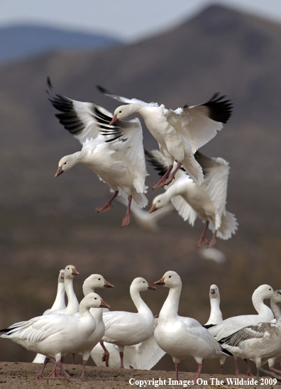 Snow Geese Flying