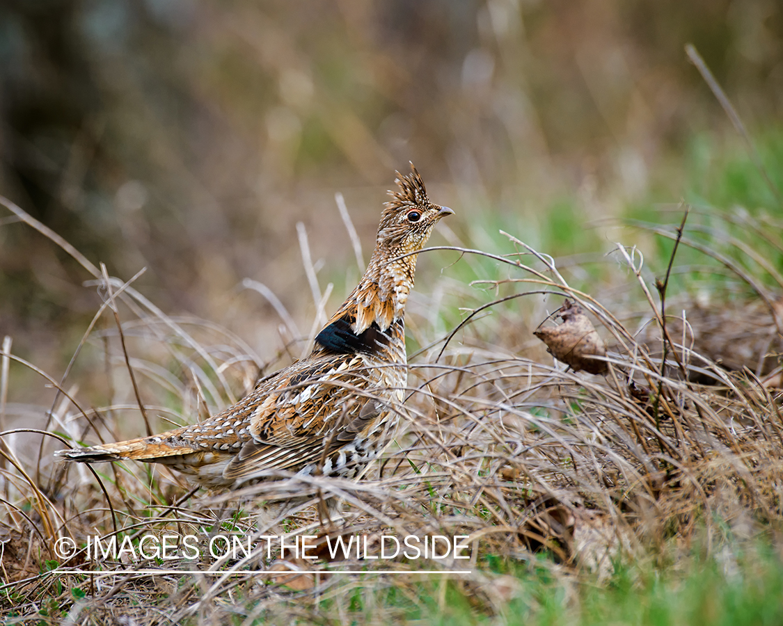 Ruffed Grouse.