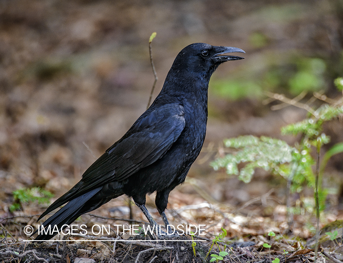 American crow in habitat.