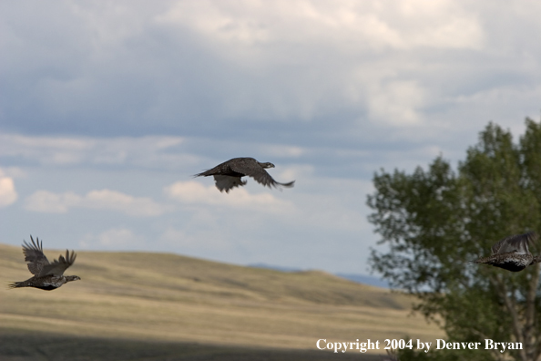 Sage grouse in flight