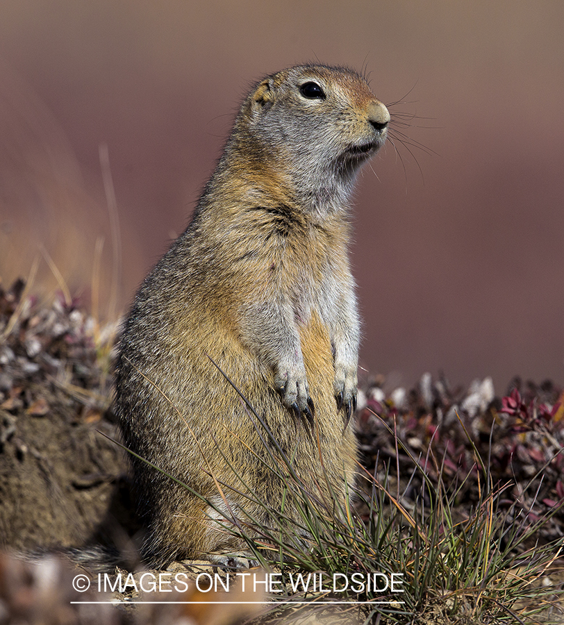 Arctic Ground Squirrel
