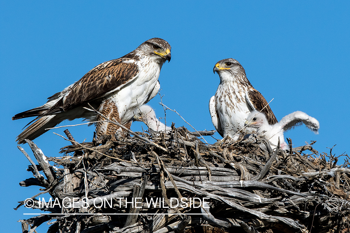 Ferruginous hawks with young in nest.