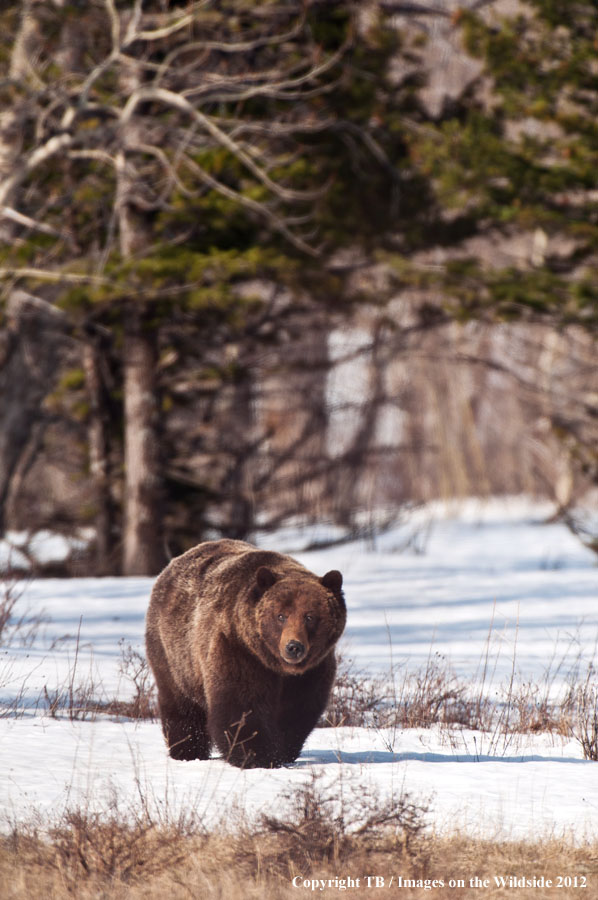 Grizzly Bear in habitat.