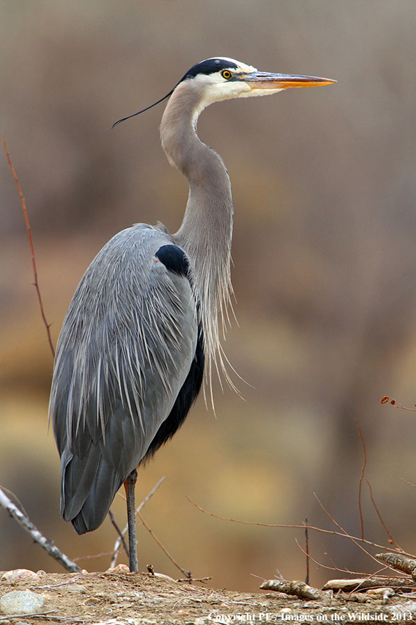 Great Blue Heron in habitat.