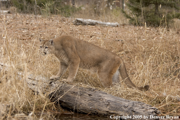 Mountain lion in habitat.