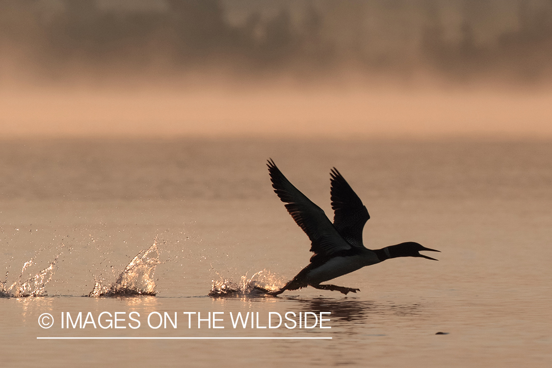 Common Loon taking off from water.