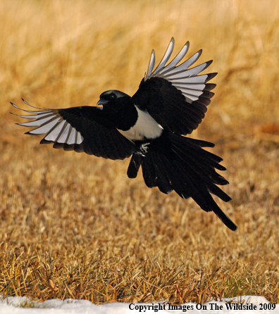 Magpie landing