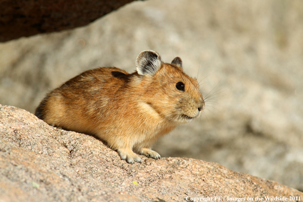 Pika in alpine habitat. 