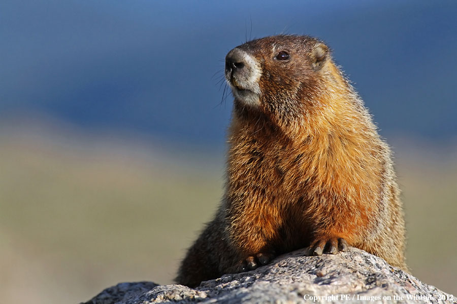 Yellow-bellied marmot in habitat.