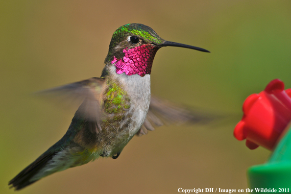 Broad-tailed hummingbird in habitat. 