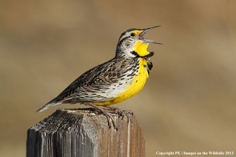 Western Meadowlark singing in habitat.