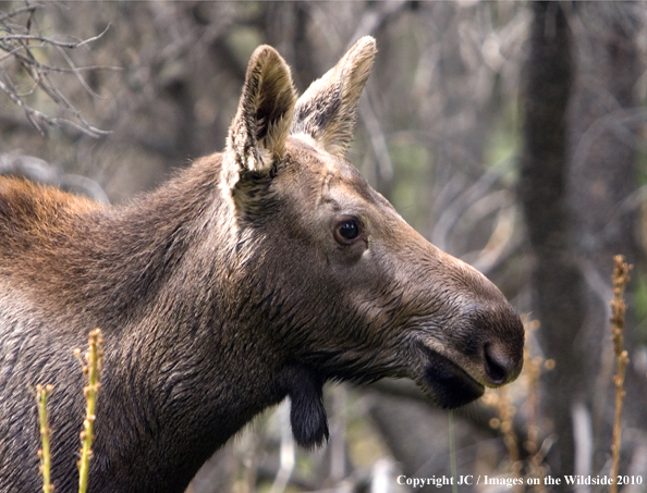 Cow moose in habitat. 