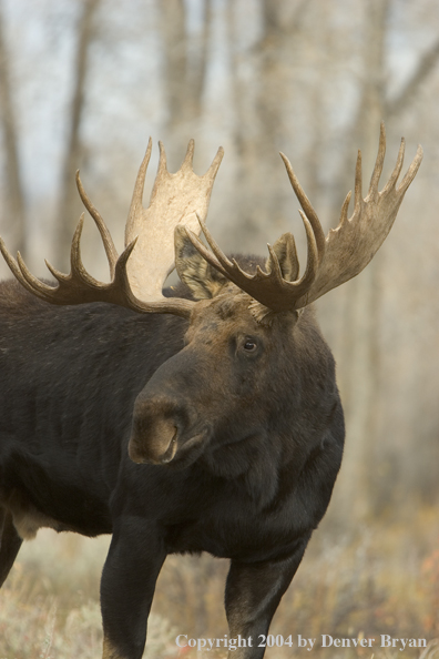 Shiras bull moose in Rocky Mountains.