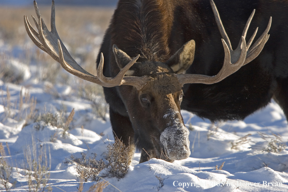 Shiras bull moose in habitat.