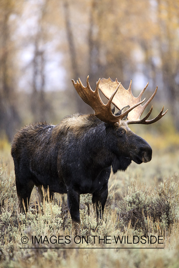 Shiras bull moose in habitat.