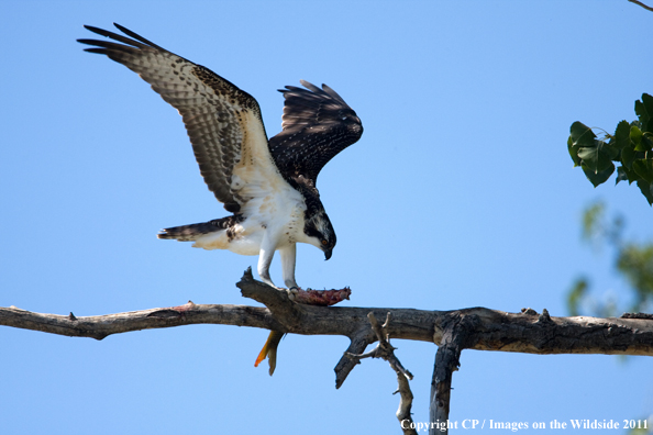 Osprey with fish. 