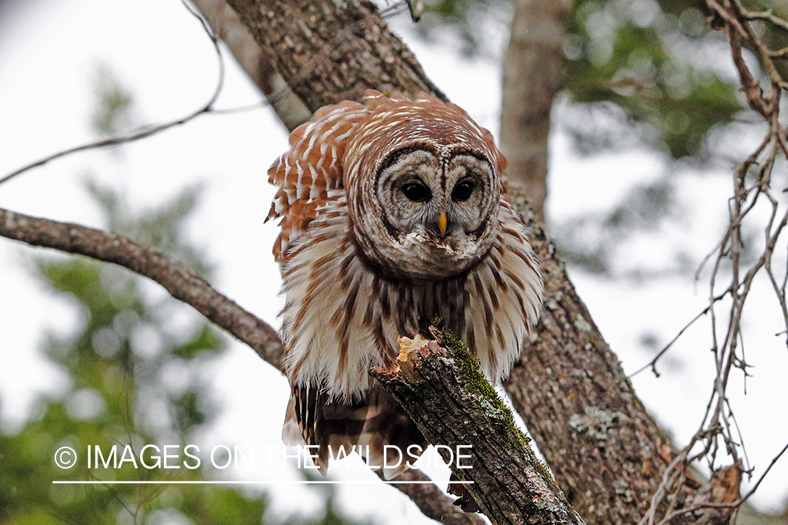 Barred Owl in perched in tree.