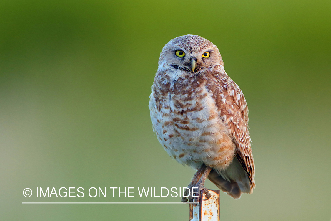 Burrowing Owl