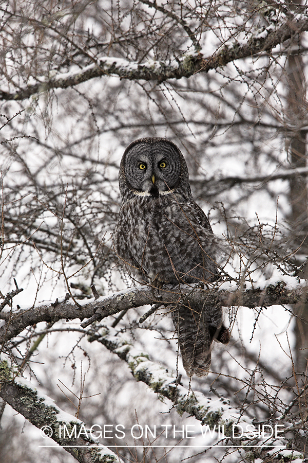 Great Gray Owl