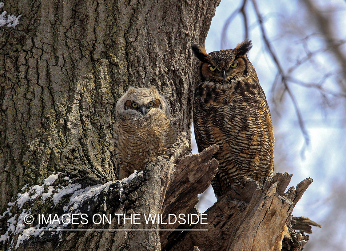 Great Horned Owl with fledgling.